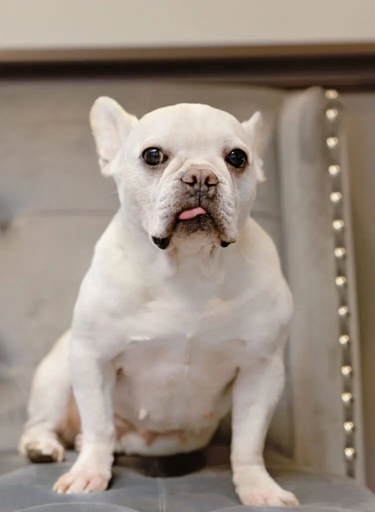 A white dog sitting on top of a chair.